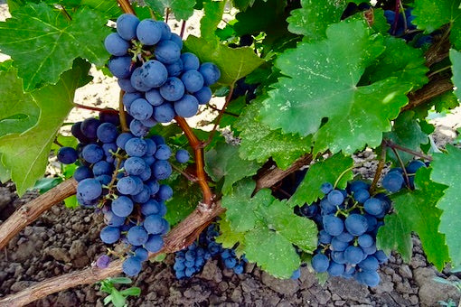 Carignan