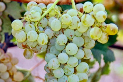 Carricante