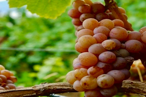 Gewurztraminer
