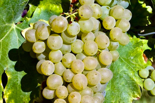 Grenache Blanc