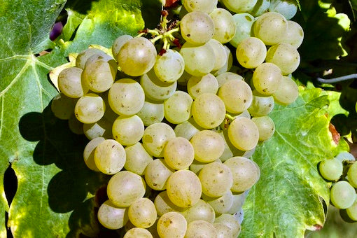 Grenache Blanc
