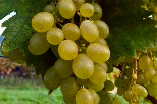Inzolia