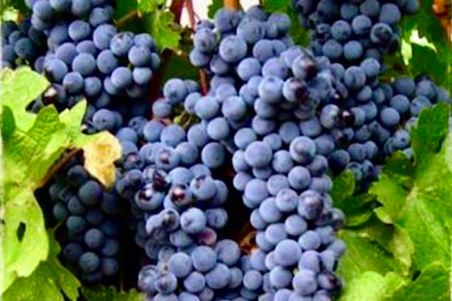 Lambrusco