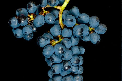 Mencía
