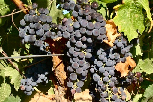 Merlot
