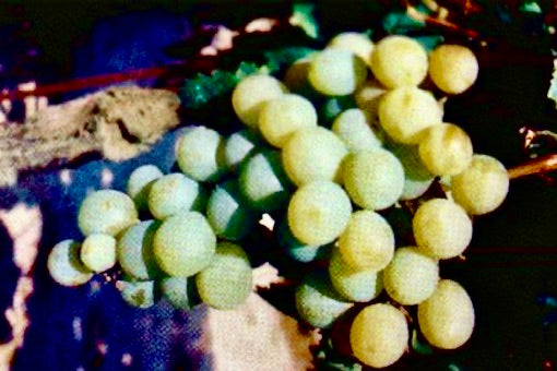 Muscat of Alexandria