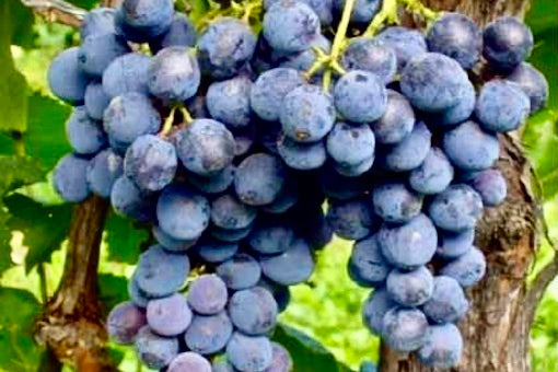Nero d’Avola