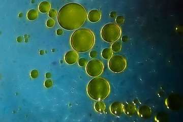 Olive Oil and Digestive Health