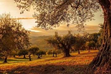 About Olive Oil