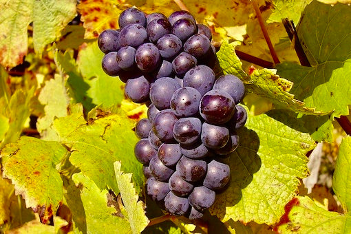 Pinot Noir
