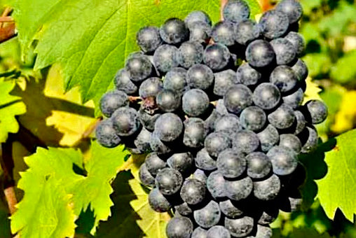 Refosco