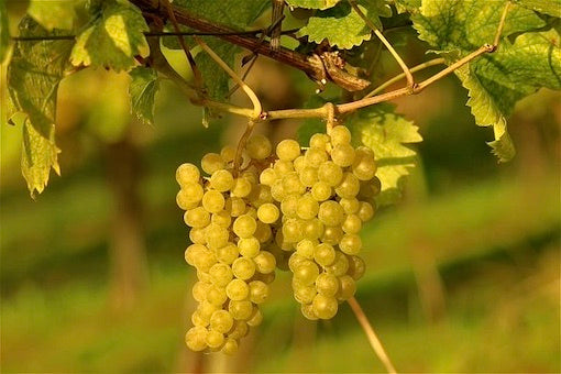 Sauvignon Blanc