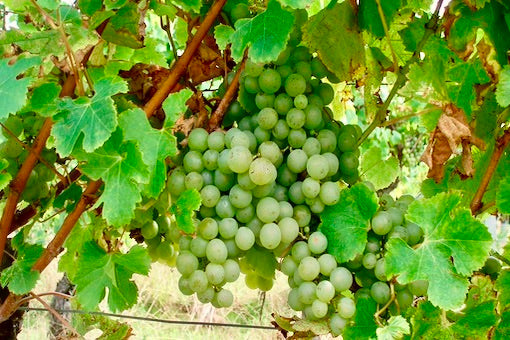 Semillon