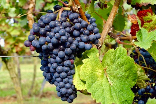 Tannat