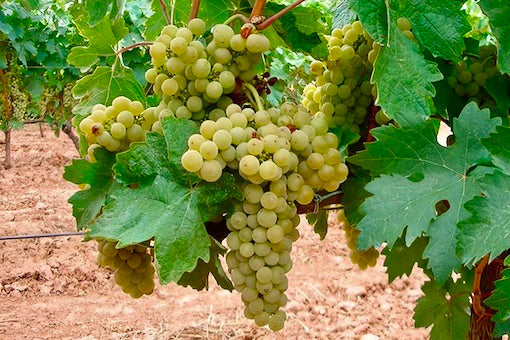 Tempranillo Blanco