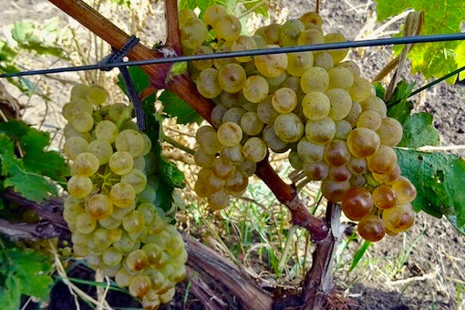 Trebbiano