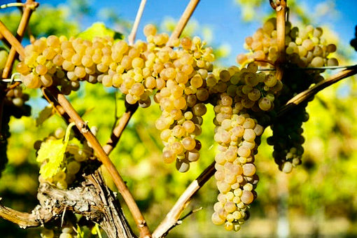 Viognier