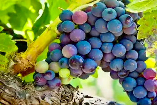 Zinfandel