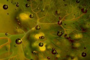 Nurturing Cardiovascular Harmony: Olive Oil and Blood Pressure Management