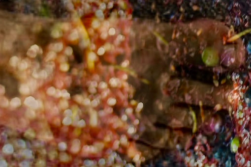 Natural Wine:  Why Your Naivety Is More Toxic Than Sulfur in Your Merlot