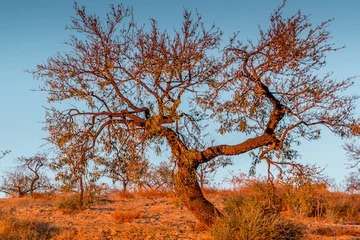 Olive Oil Terroir: The Essence of Soil in Olive Oil Production