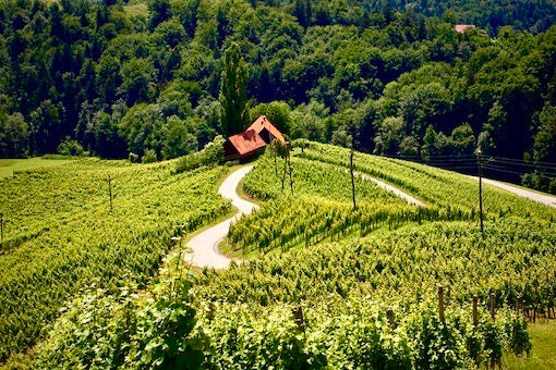 Slovenian Wine: A Brief History