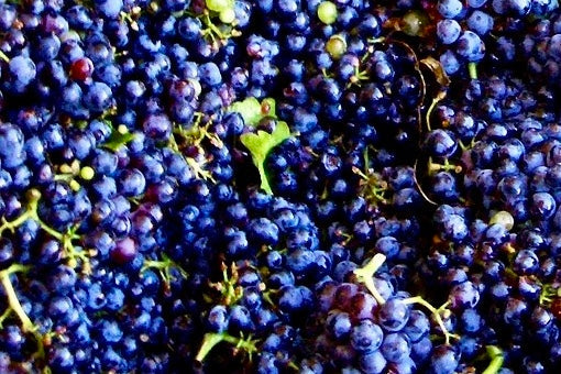 Exploring the Major Grape Varieties